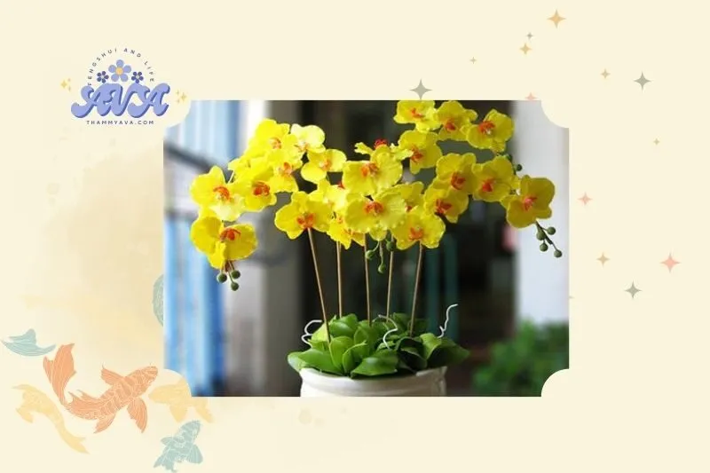 Cây hoa lan phong thuỷ: Khái niệm và đặc điểm