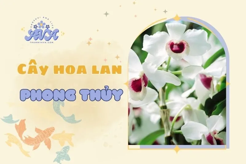 Cây hoa lan phong thuỷ 2025: Ý nghĩa và cách trồng chi tiết