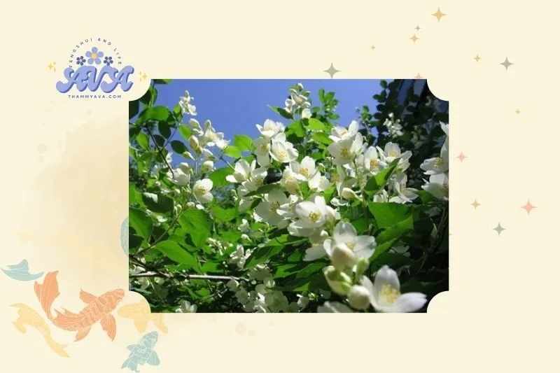 Cây hoa nhài phong thủy là gì?