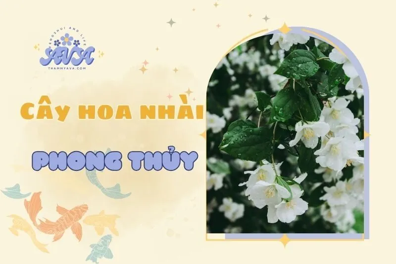 Cây hoa nhài phong thủy 2025: Ý nghĩa, công dụng và cách trồng