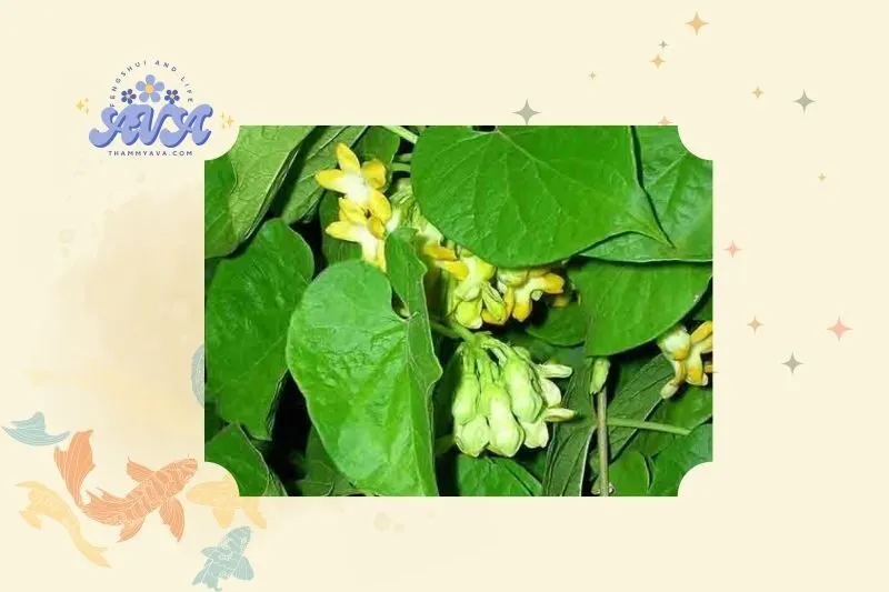 Ý nghĩa và vai trò của cây hoa thiên lý trong phong thủy