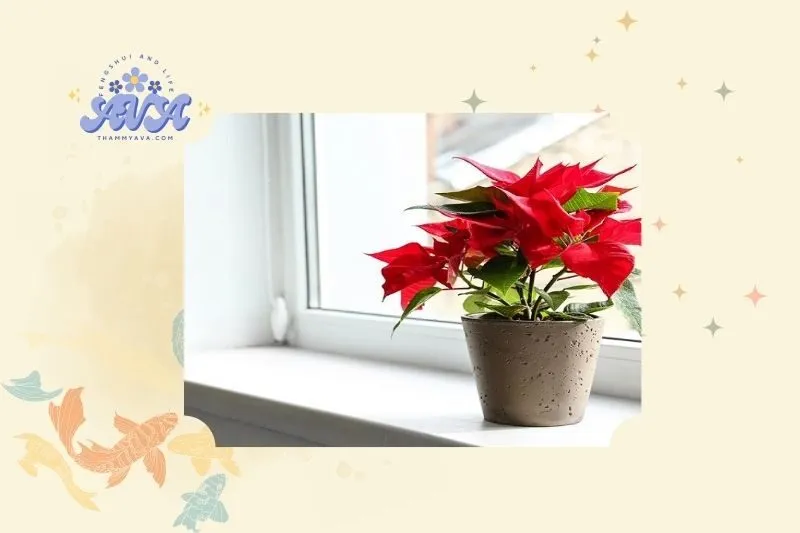Ý nghĩa phong thủy của cây hoa trạng nguyên