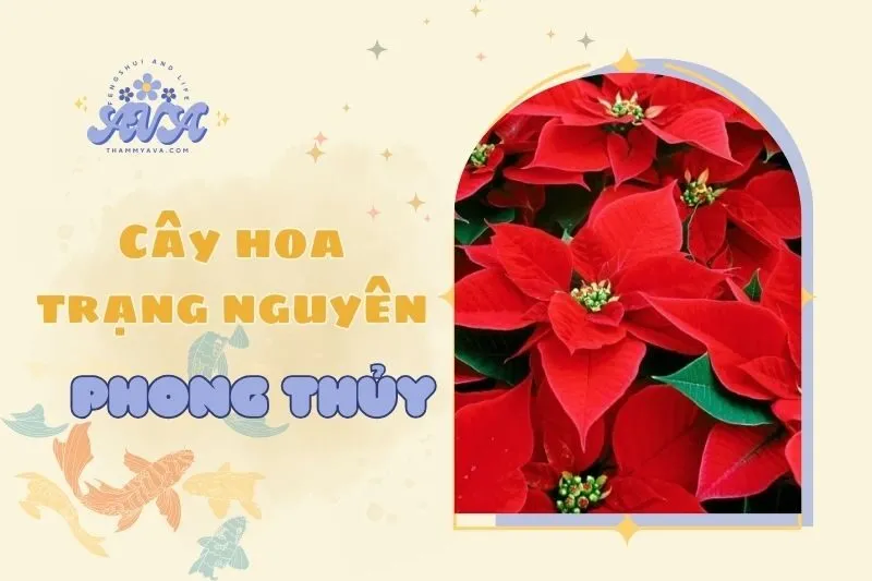 Cây hoa trạng nguyên phong thủy: Ý nghĩa và cách chăm sóc 2025