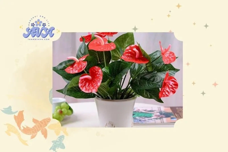 Cây Hồng Môn Phong Thuỷ là gì?