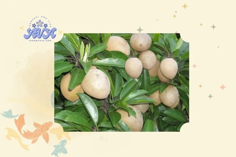 Ý nghĩa phong thủy của cây hồng xiêm