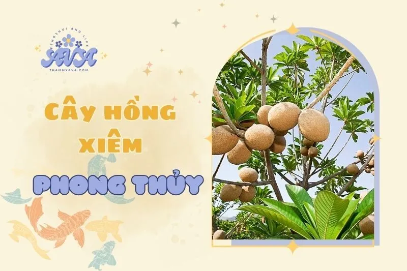 Cây hồng xiêm phong thủy: Ý nghĩa & lợi ích phong thủy năm 2025