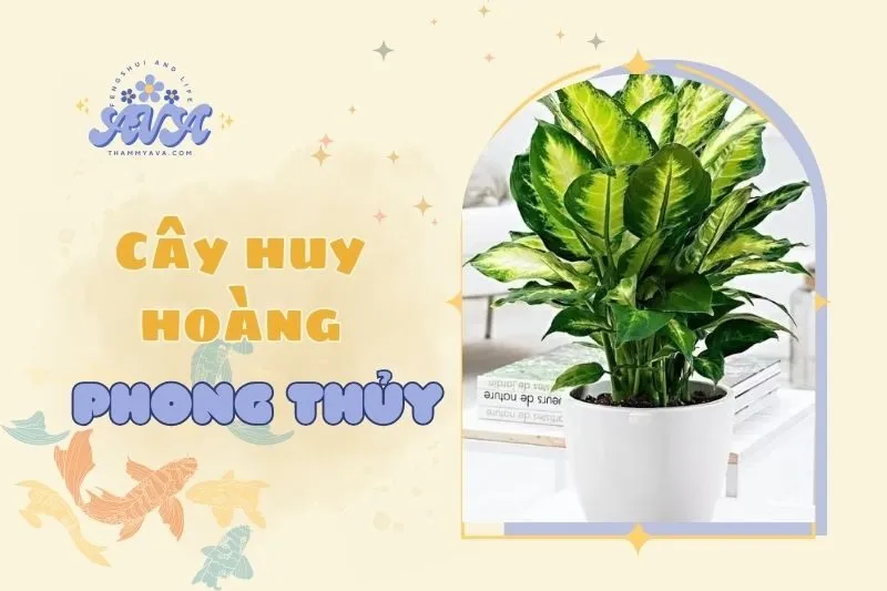 Cây huy hoàng phong thủy là gì?