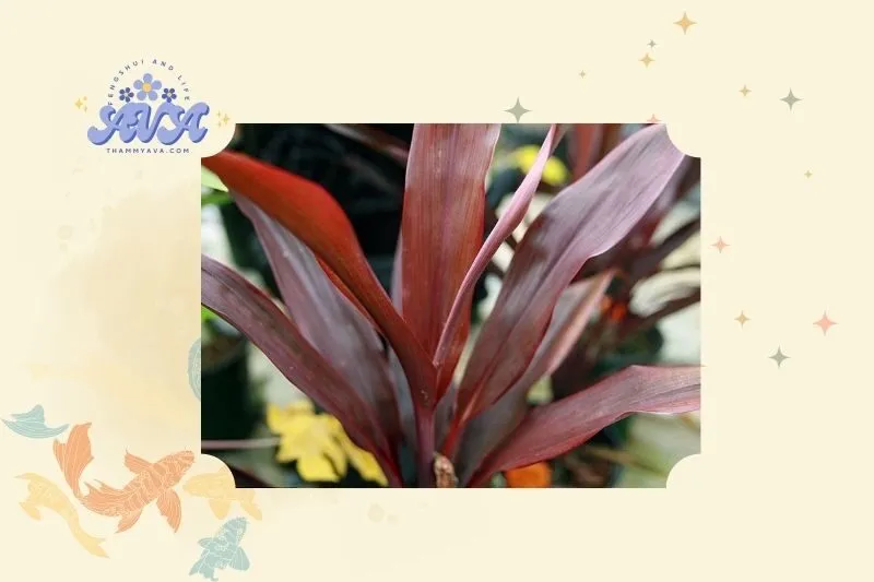 Cây Huyết Dụ phong thuỷ: Ý nghĩa và công dụng nổi bật