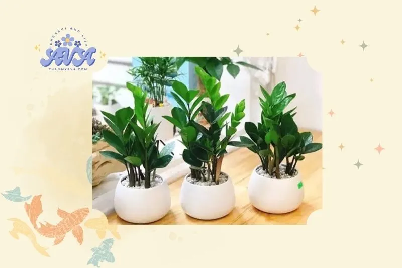 Cây kim tiền phong thủy là gì?