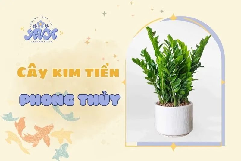Cây kim tiền phong thuỷ: Ý nghĩa, cách chăm sóc & bài trí 2025