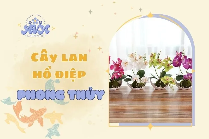 Cây lan hồ điệp phong thuỷ: Ý nghĩa và cách chăm sóc 2025