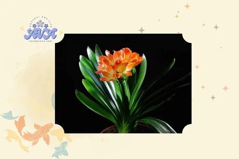 Cây lan quân tử phong thuỷ là gì?