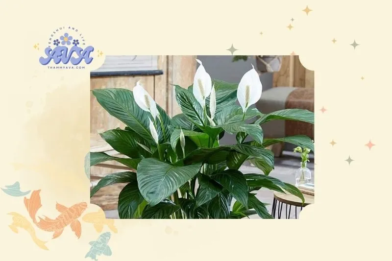 Cây Lan Ý phong thủy là gì và tại sao nên trồng?