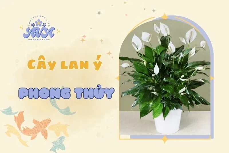 Cây lan ý phong thủy: Ý nghĩa, cách chăm sóc và trồng năm 2025