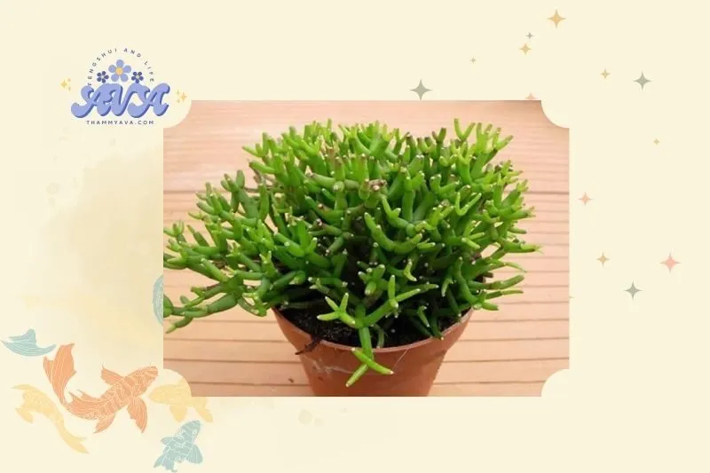 Cây lộc nhung là gì? Khái niệm và đặc điểm nổi bật