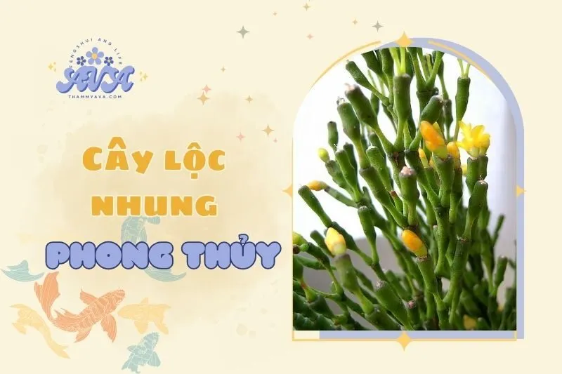 Cây lộc nhung phong thuỷ