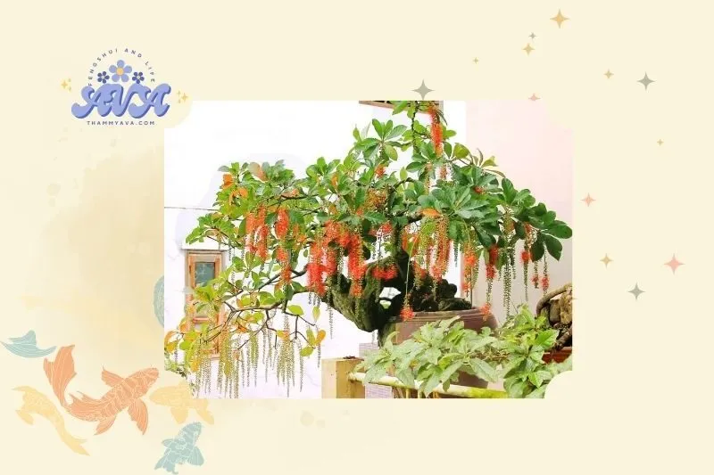 Cây lộc vừng phong thuỷ là gì?