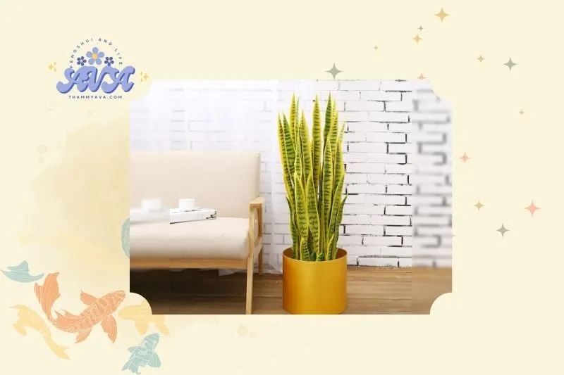 Ý nghĩa phong thủy của cây lưỡi hổ
