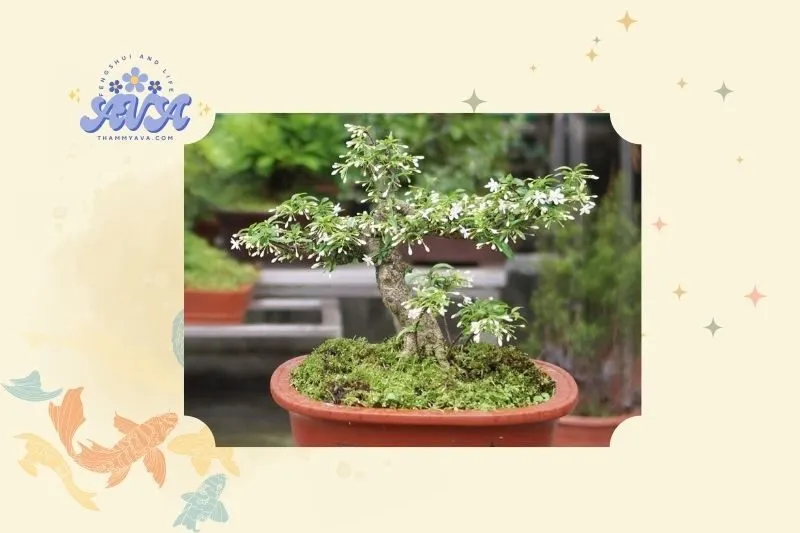 Ý nghĩa của cây mai chiếu thủy phong thủy