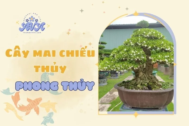 Cây mai chiếu thủy phong thủy: Ý nghĩa và cách chăm sóc 2025