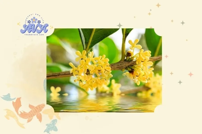 Cây mộc hương phong thủy là gì?