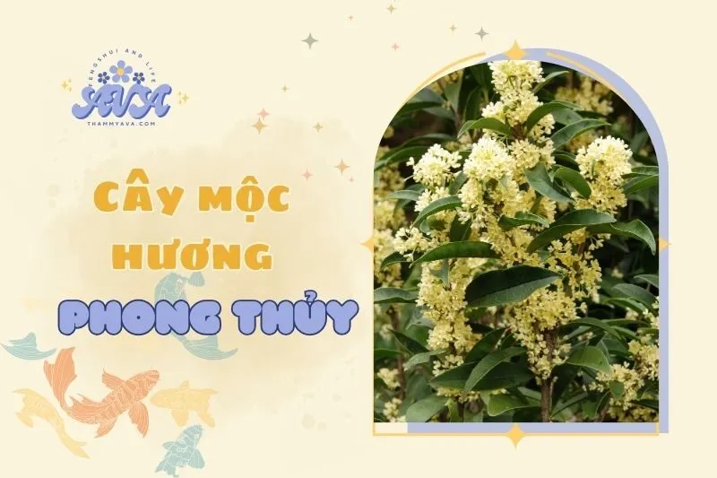 Cây mộc hương phong thủy