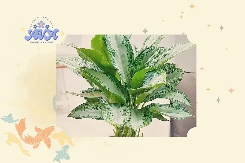 Ý nghĩa phong thủy của cây Ngân Hậu