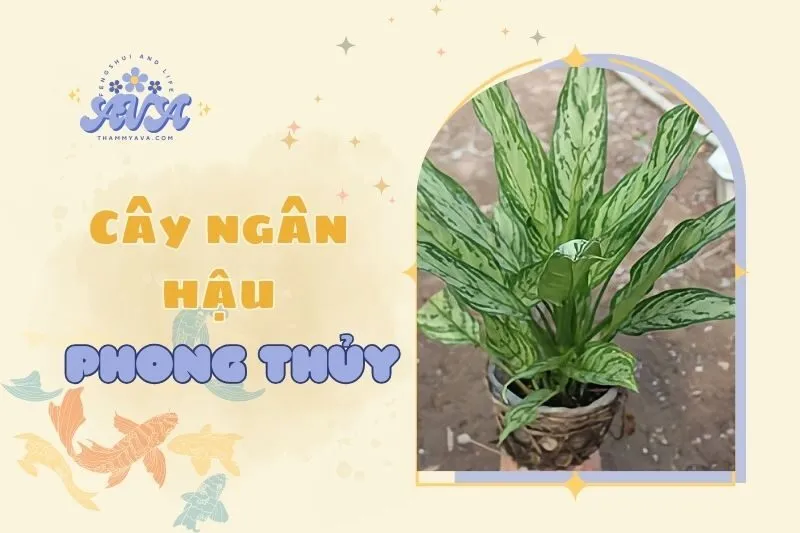Cây ngân hậu phong thuỷ: Ý nghĩa, cách trồng và chăm sóc 2025
