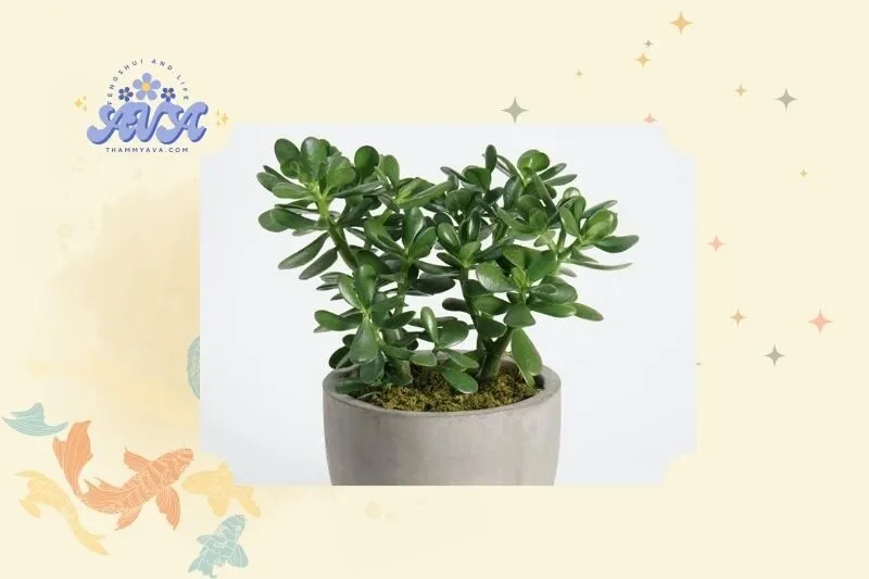 Cây ngọc bích phong thủy là gì?