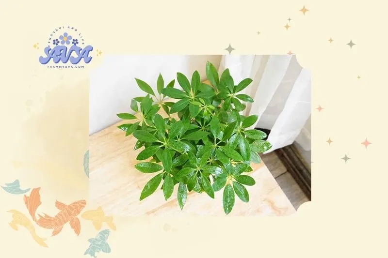 Cây ngũ gia bì phong thủy là gì?