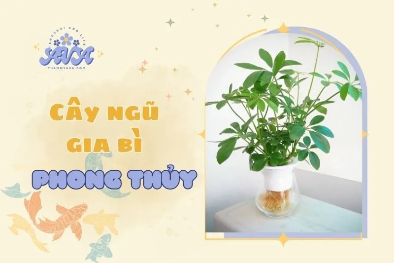 Cây ngũ gia bì phong thủy: Ý nghĩa và cách chăm sóc 2025