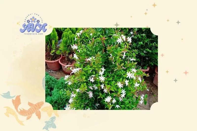 Ý nghĩa phong thủy của cây nguyệt quế