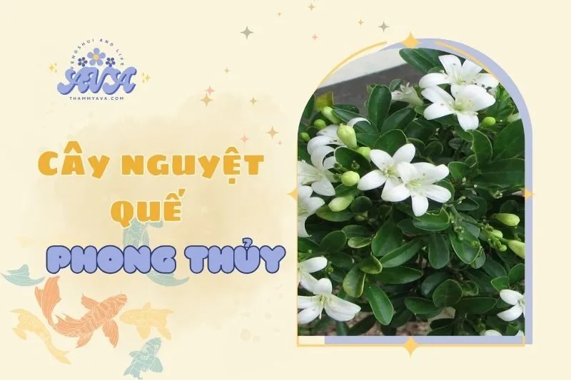 Cây nguyệt quế phong thủy: Ý nghĩa, cách trồng và chăm sóc 2025