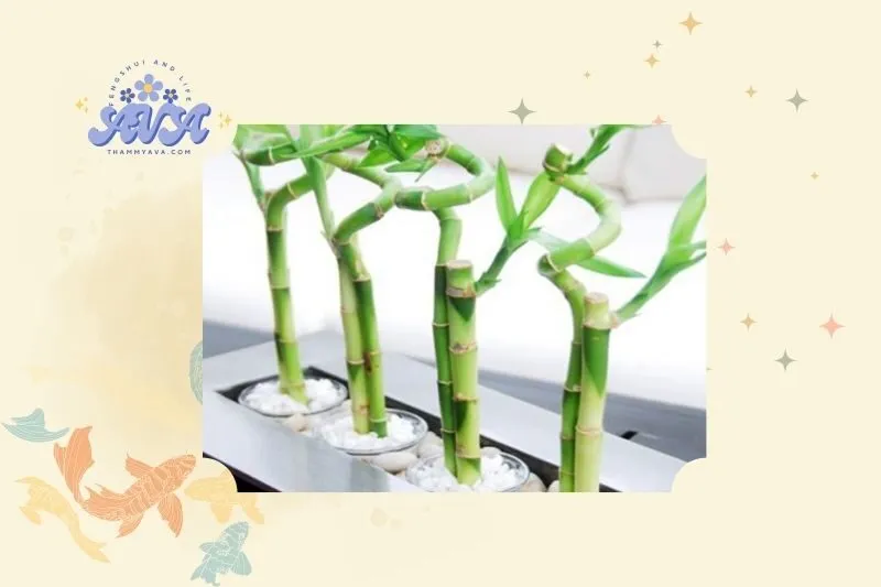 Cây Phất Dụ Phong Thủy là gì?