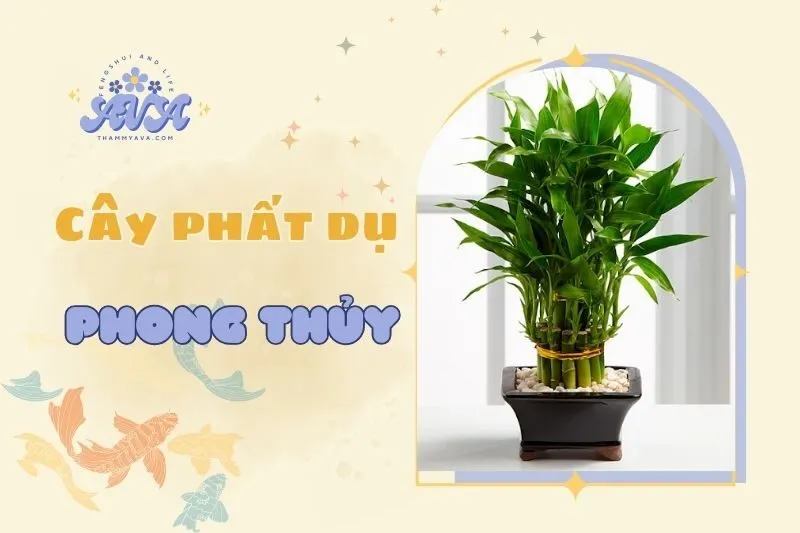 Cây Phất Dụ Phong Thủy 2025: Ý Nghĩa, Công Dụng & Cách Chăm Sóc