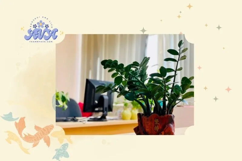 Ý nghĩa phong thủy của cây phát tài