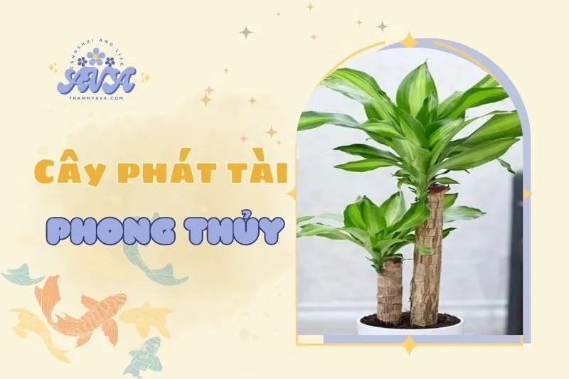 Cây phát tài phong thủy 2025: Ý nghĩa, cách trồng và chăm sóc