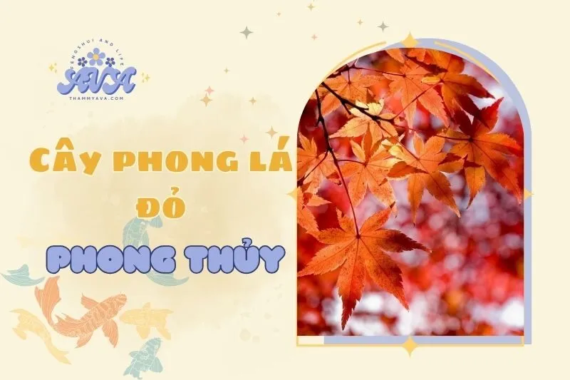 Cây phong lá đỏ phong thủy 2025: Ý nghĩa, công dụng và cách chăm sóc
