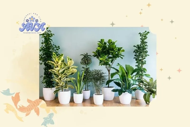 Cây phong thủy trong nhà là gì? Tại sao nên trồng?