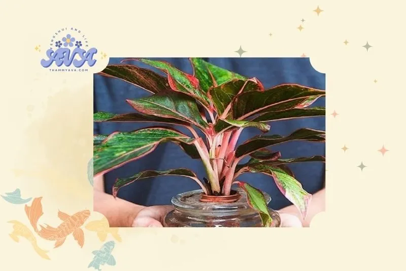 Cây phú quý là gì? Nguồn gốc và đặc điểm nổi bật