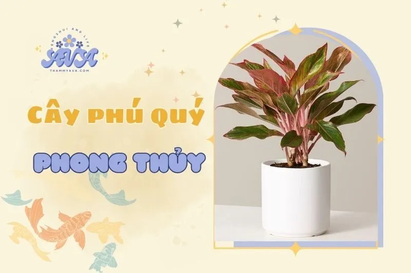 Cây phú quý phong thủy: Ý nghĩa và cách chăm sóc 2025