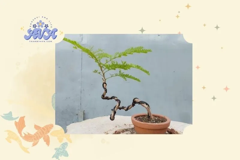 Ý nghĩa của cây phượng vĩ bonsai phong thủy