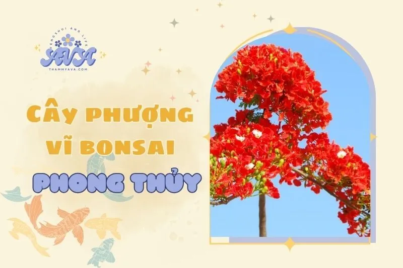 Cây phượng vĩ bonsai phong thủy 2025 - Ý nghĩa và cách chăm sóc