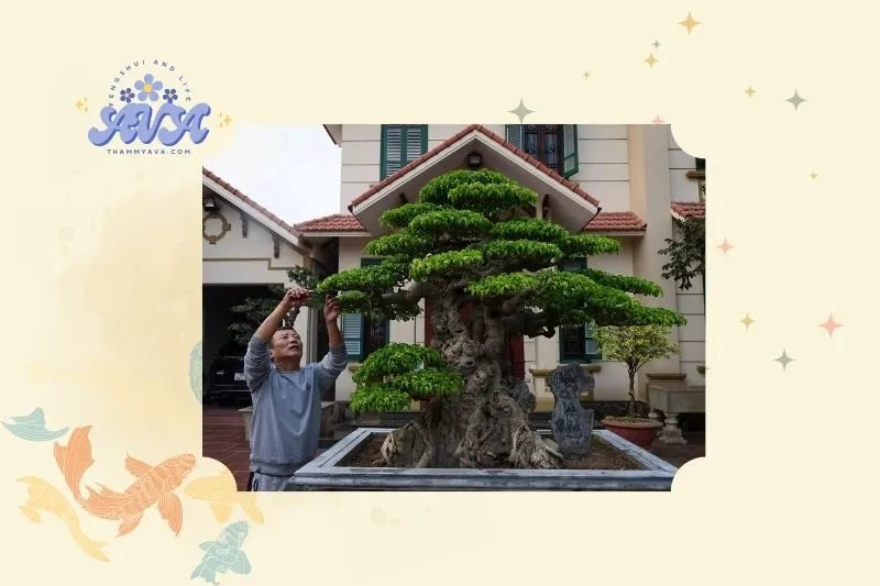 Cây sanh phong thủy là gì?