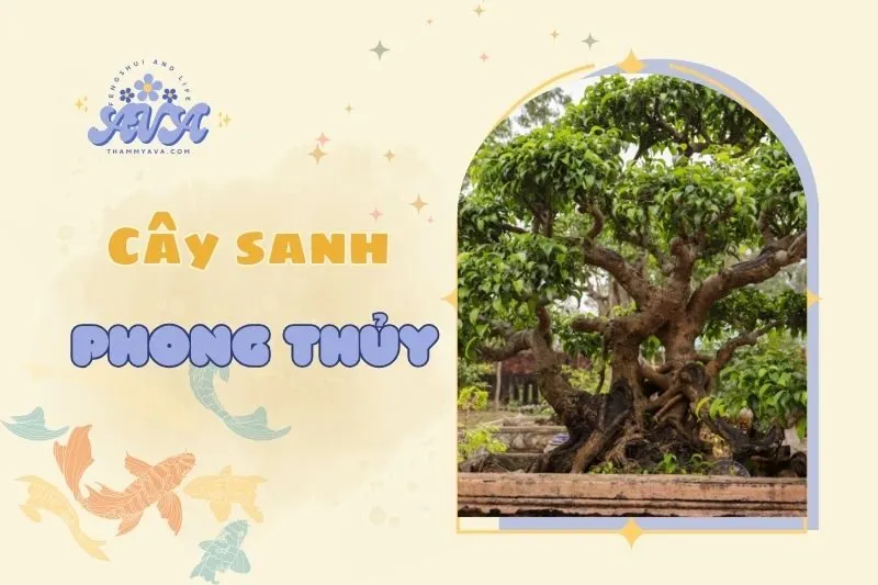 Cây sanh phong thủy 2025: Ý nghĩa, cách trồng và chăm sóc