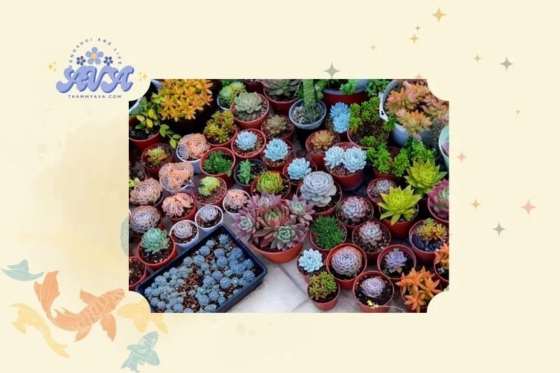 Ý nghĩa cây sen đá trong phong thủy