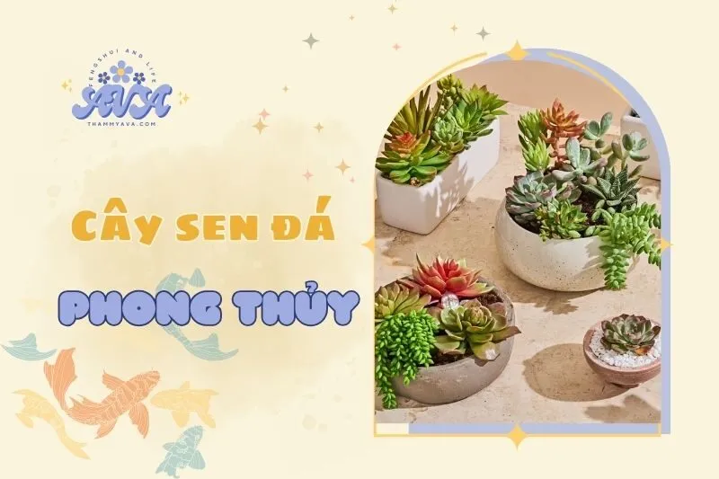 Cây sen đá phong thủy: Ý nghĩa và cách chăm sóc chi tiết 2025