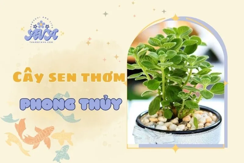 Cây sen thơm phong thủy 2025: Ý nghĩa, công dụng và cách chăm sóc