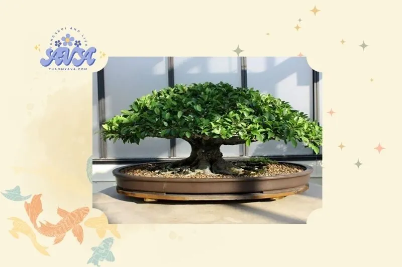 Cây si cảnh phong thuỷ là gì?