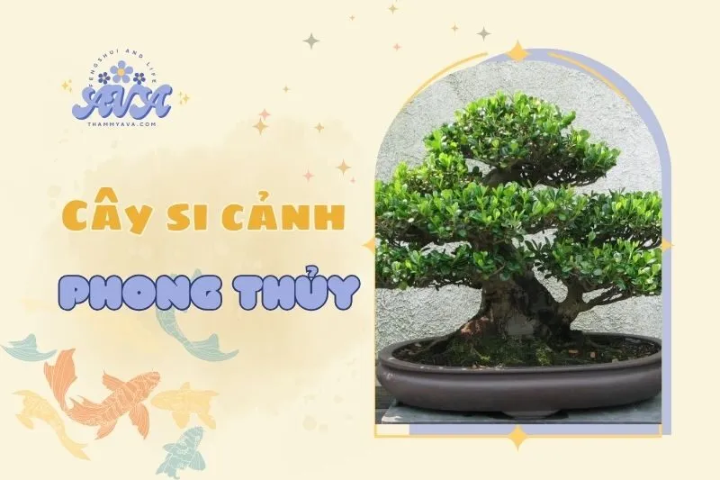 Cây si cảnh phong thuỷ 2025: Ý nghĩa, cách chọn và chăm sóc